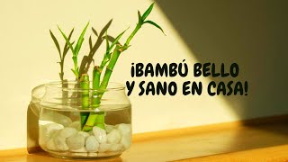 Bambú de la suerte cuidados en agua  ¡Regalalo a alguien especial para ti [upl. by Hy]