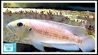 Neolamprologus callipterus Care and Breeding A Different Type of Shell Dweller [upl. by Jeanelle]