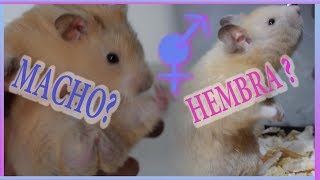 COMO SABER SI MI HAMSTER ES HEMBRA O MACHO [upl. by Sev]