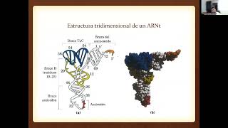 Síntesis de Proteínas  Parte 2 [upl. by Jacquelynn]