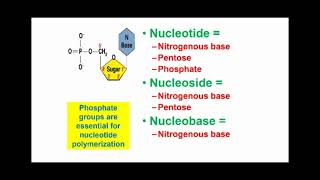 Different between Nucleotide and Nucleoside and Nucleobase [upl. by Feldstein]