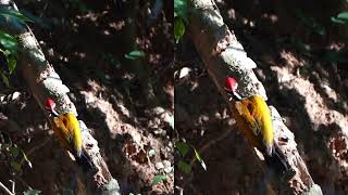 Greater Flameback in Kaeng Krachan NP Thailand [upl. by Kaliski539]