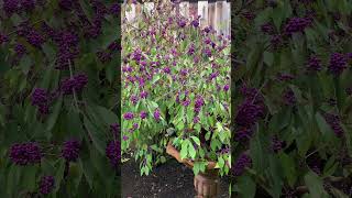 Why we call Callicarpa beautyberry landscaper garden shrubs gardening [upl. by Nanette820]