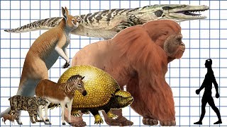 Cenozoic Beast A size comparison [upl. by Ring]