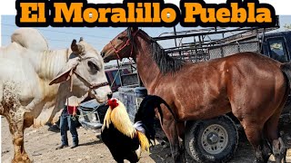 Plaza ganadera el Moralillo Puebla Mexico Toro de silla Vacas Caballos gallos chivos pacas comida [upl. by Wearing]