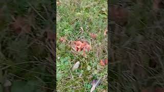 Pink orange mushroom in field [upl. by Laureen607]