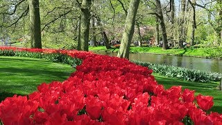 Keukenhof garden 2019 Lisse Netherlands [upl. by Callie838]