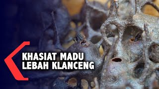 Khasiat Madu Lebah Klanceng [upl. by Walther]