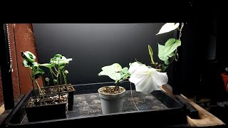 How to Grow Moonflower Indoors [upl. by Ahsiemak522]