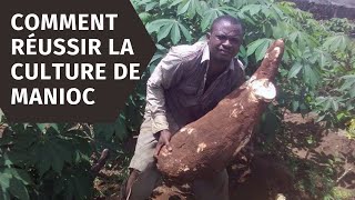 culture du manioc [upl. by Hy]