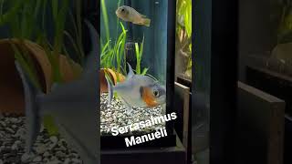 Serrasalmus Manueli aka Manny 20 [upl. by Shewmaker]