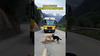 The dog was taking his owner to school but suddenly stopped to prevent the bus from moving forwar [upl. by Russon]