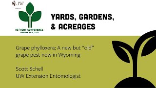 Grape Phylloxera—a New but “Old” Grape Pest Now in Wyoming [upl. by Aman]