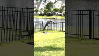 Alligator Climbs Fence animals shorts viralvideo viral [upl. by Thomasine]