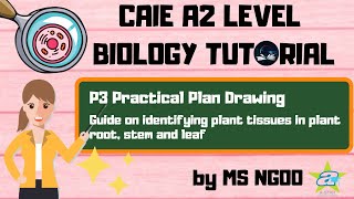 BIO Guide on identifying plant tissues in plant root stem and leaf l P3 Practical Plan Drawing [upl. by Euqirne]