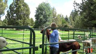 Camelidynamics Clinic handling alpacas with respect [upl. by Anirec]