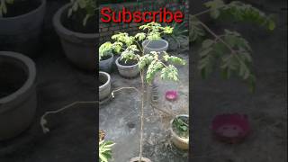 DRUMSTICKMORINGA PLANT GROWN FROM SEED [upl. by Elnora]