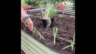 Elevate your gardening with Olle Garden Beds [upl. by Rorke]