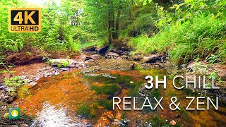 Deep Relaxation ASMR Serene Forest Stream and Gentle Water Flow in 4K  Meditation 602 [upl. by Anuaf99]