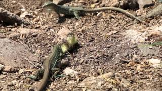 Aruban Whiptail and Cope´s Ameiva Lizards [upl. by Bravar675]