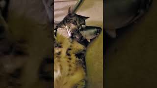 This Cat Loves Playing With His New Floppy Fish Toy  Cats CatToy FishToy CuteCat CatVideo [upl. by Guidotti]