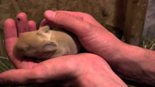 Baby Angora Rabbits [upl. by Remat407]