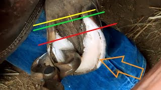 Trimming a PONY with LAMINITIS EDUCATIONAL  Foundered PONY  SampS Horseshoeing [upl. by Sucerdor]