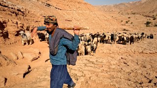 Herd grazing in Iranian nomads  Tales of Iran  December 2022 [upl. by Jareb447]