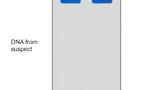 RFLP  Restriction Fragment Length Polymorphism Flash LectureDNA Fingerprinting [upl. by Jepson]