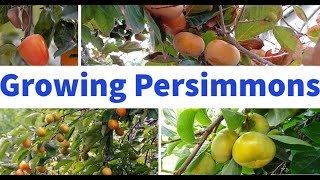 How To Grow Persimmons In Containers [upl. by Retsehc]