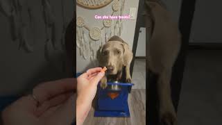 Can a megaesophagus dog have treats specialneedsdog megaesophagusdog dogshorts [upl. by Atiuqihs]