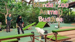 Mandai Zoo Animal Buddies [upl. by Sanson]