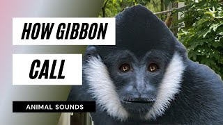 The Animal Sounds Gibbons Call  Sound Effect  Animation [upl. by Esertap]