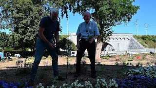 Plantation du nouveau jardin des apparitions à Beauraing [upl. by Nylynnej]