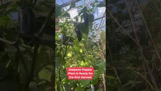 Jalapeno Pepper Plant is Ready for first Harvest [upl. by Dietz983]