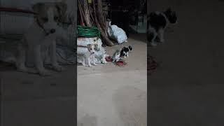 Trakas heijo de puya shorts viralvideo fyp fypシ゚viral pets mexico [upl. by Savell]