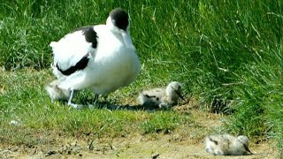 Avocet American Bird With Chicks [upl. by Trescott]