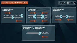 What are exonucleases and their applications [upl. by Ahseela]