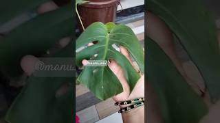 Monstera jubinnautiyal tseries music bollywood song garden gardenlove gardenplants montera [upl. by Atil]