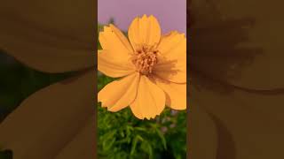 cosmosflower grow gardening nature gardening growflowers godscreations garden plantslife [upl. by Rech]