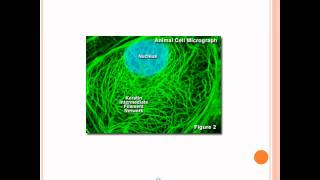 Microfilaments Intermediate Filaments and Microtubules [upl. by Darmit]