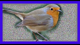 Petirrojo Europeo Cantando  European Robin Singing  Erithacus Rubecula [upl. by Razaele97]