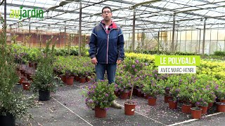 Le POLYGALA un arbuste à la floraison généreuse🌸PLANTATION et ENTRETIEN [upl. by Morly]