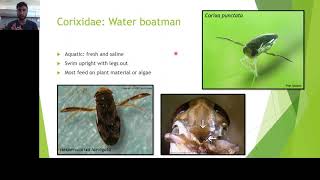 Video 5  Heteroptera Part 3 Aquatic Species [upl. by Armington848]