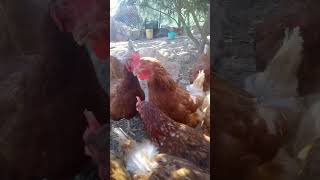 gallinas gallinajuanitaoficial 🪶 suscríbete para más  gallinas [upl. by Danyette978]