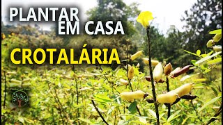 Crotalária uso e Dicas no Plantar em Casa [upl. by Giusto352]