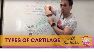 Types of Cartilage  Hyaline Elastic and Fibrocartilage [upl. by Htiekel]