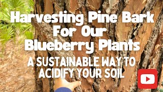 Harvesting Pine Bark to Acidify the Soil Planting Blueberries [upl. by Zosi]