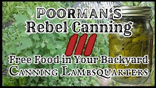 Poormans Rebel Canning 3  Free Food in Your Backyard  lambsquarters [upl. by Aldridge]