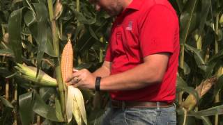 Estimating Corn Yields  Nathan Mueller  September 18 2015 [upl. by Cristina]